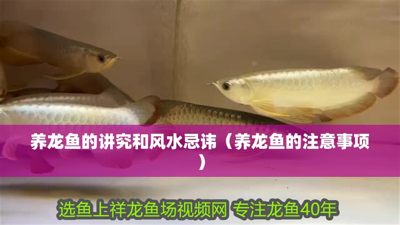 養(yǎng)龍魚的講究和風(fēng)水忌諱（養(yǎng)龍魚的注意事項(xiàng)）