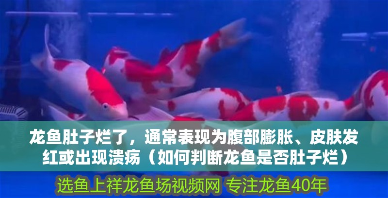 龍魚肚子爛了，通常表現為腹部膨脹、皮膚發紅或出現潰瘍（如何判斷龍魚是否肚子爛）