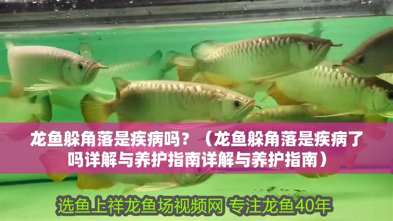 龍魚躲角落是疾病嗎？（龍魚躲角落是疾病了嗎詳解與養護指南詳解與養護指南）