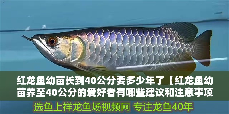 紅龍魚幼苗長到40公分要多少年了【紅龍魚幼苗養至40公分的愛好者有哪些建議和注意事項】