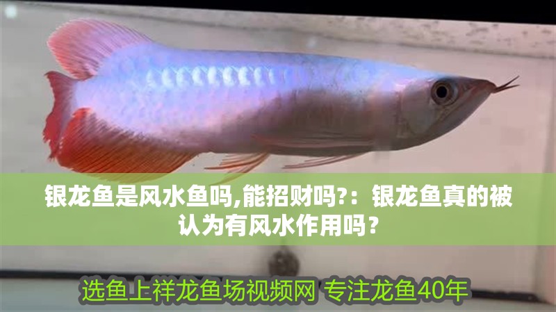 銀龍魚是風水魚嗎,能招財嗎?：銀龍魚真的被認為有風水作用嗎？