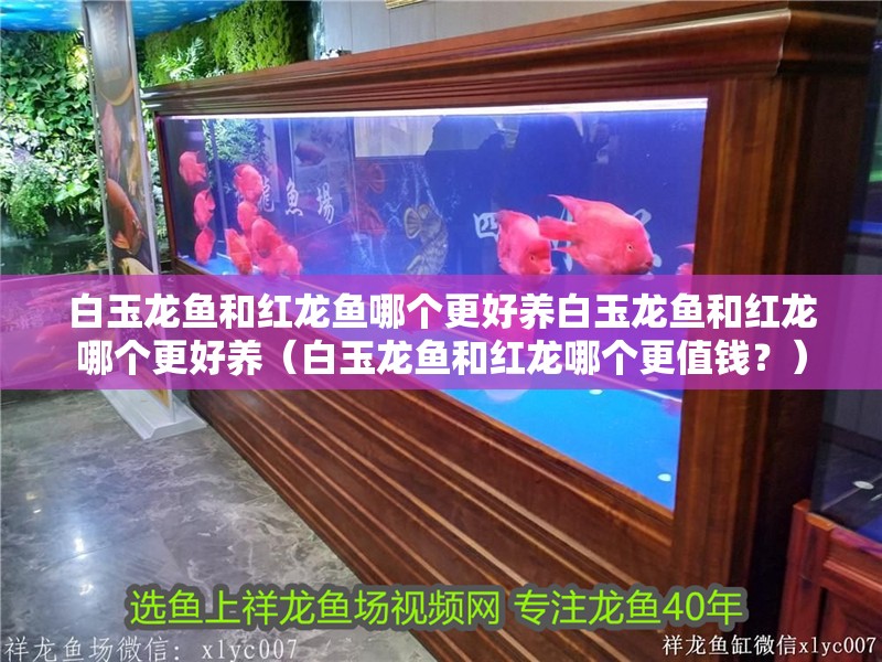 白玉龍魚和紅龍魚哪個更好養白玉龍魚和紅龍哪個更好養（白玉龍魚和紅龍哪個更值錢？）