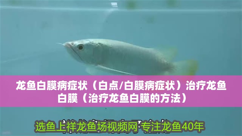 龍魚白膜病癥狀（白點(diǎn)/白膜病癥狀）治療龍魚白膜（治療龍魚白膜的方法）