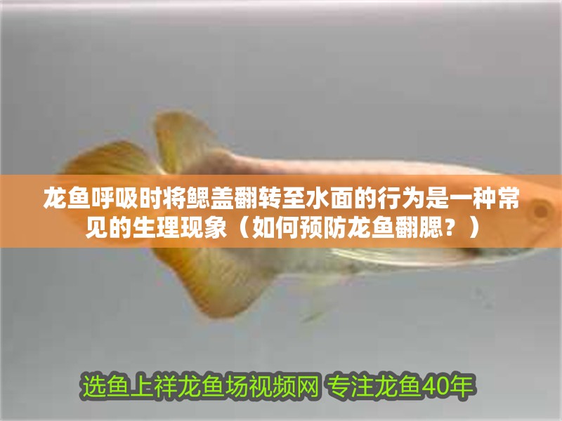 龍魚呼吸時將鰓蓋翻轉至水面的行為是一種常見的生理現象（如何預防龍魚翻腮？）