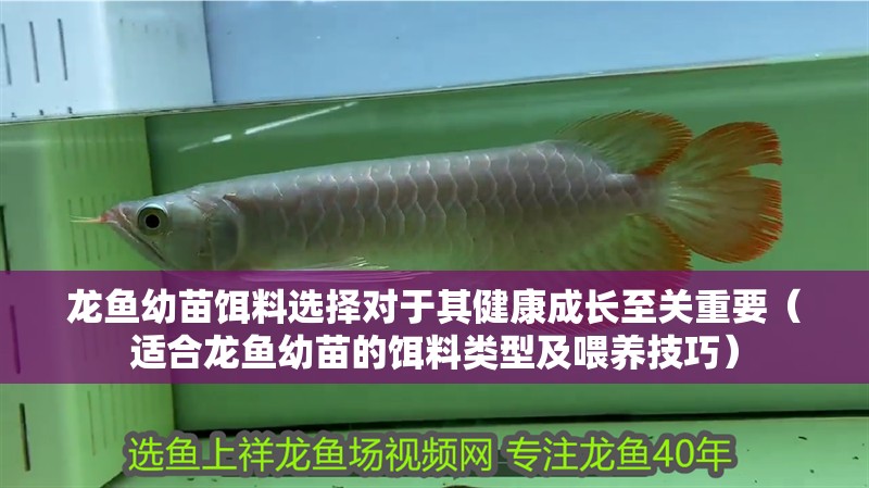 龍魚幼苗餌料選擇對于其健康成長至關重要（適合龍魚幼苗的餌料類型及喂養(yǎng)技巧）