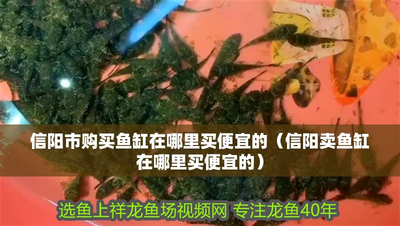信陽市購買魚缸在哪里買便宜的（信陽賣魚缸在哪里買便宜的）