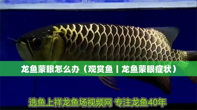 龍魚蒙眼怎么辦（觀賞魚丨龍魚蒙眼癥狀）