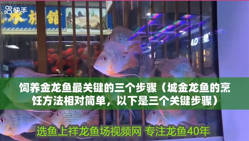 飼養金龍魚最關鍵的三個步驟（城金龍魚的烹飪方法相對簡單，以下是三個關鍵步驟）