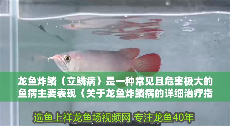 龍魚炸鱗（立鱗病）是一種常見且危害極大的魚病主要表現（關于龍魚炸鱗病的詳細治療指南）