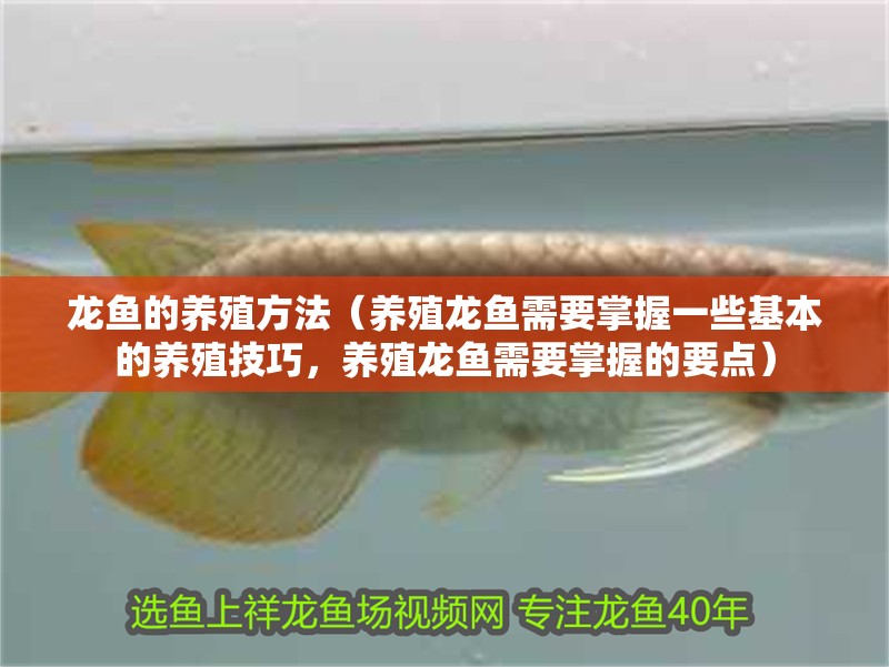 龍魚的養殖方法（養殖龍魚需要掌握一些基本的養殖技巧，養殖龍魚需要掌握的要點）