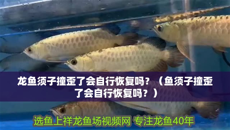 龍魚須子撞歪了會自行恢復嗎？（魚須子撞歪了會自行恢復嗎？）