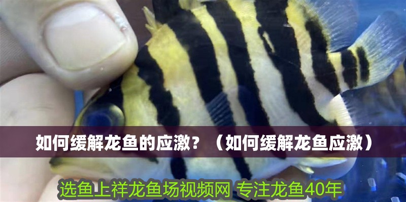如何緩解龍魚的應激？（如何緩解龍魚應激）