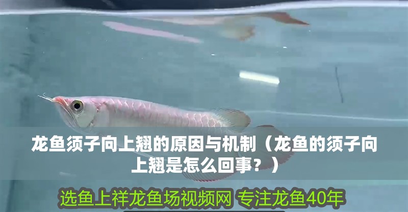 龍魚須子向上翹的原因與機制（龍魚的須子向上翹是怎么回事？）