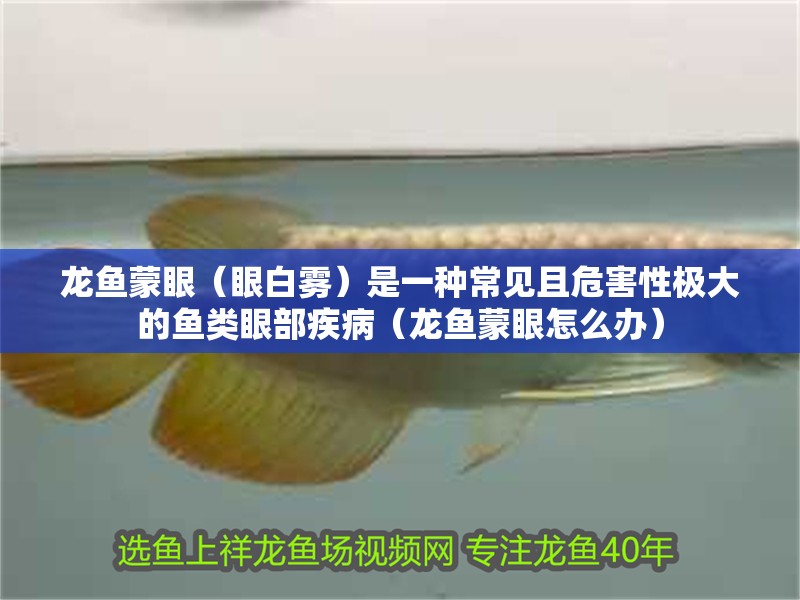 龍魚蒙眼（眼白霧）是一種常見且危害性極大的魚類眼部疾病（龍魚蒙眼怎么辦）