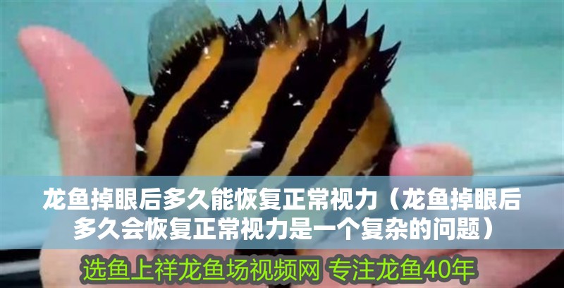 龍魚掉眼后多久能恢復正常視力（龍魚掉眼后多久會恢復正常視力是一個復雜的問題）