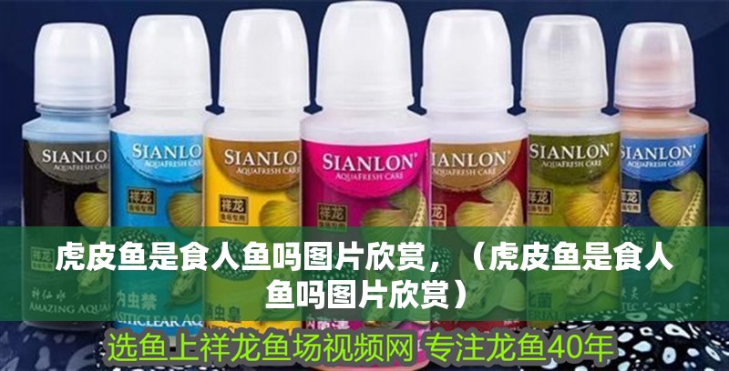 虎皮魚是食人魚嗎圖片欣賞，（虎皮魚是食人魚嗎圖片欣賞）