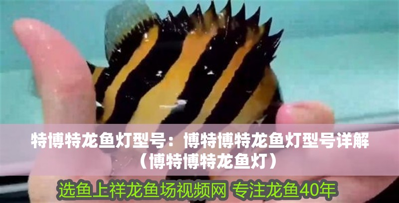 特博特龍魚燈型號(hào)：博特博特龍魚燈型號(hào)詳解（博特博特龍魚燈）