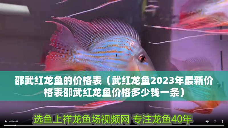 邵武紅龍魚的價格表（武紅龍魚2023年最新價格表邵武紅龍魚價格多少錢一條）