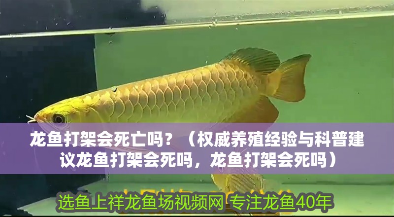 龍魚打架會死亡嗎？（權威養殖經驗與科普建議龍魚打架會死嗎，龍魚打架會死嗎）