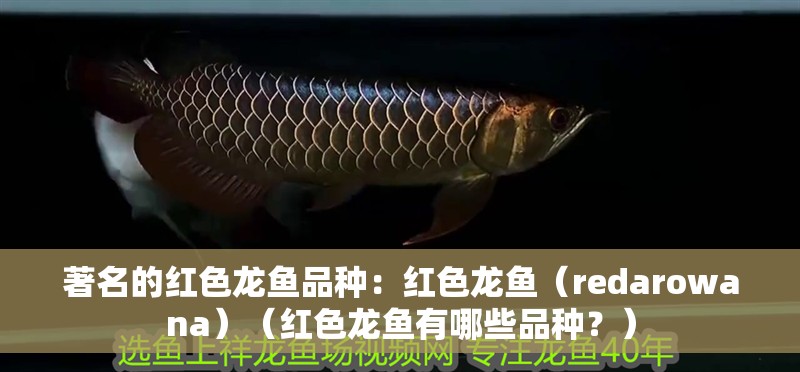 著名的紅色龍魚品種：紅色龍魚（redarowana）（紅色龍魚有哪些品種？）