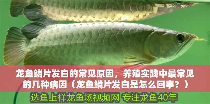龍魚鱗片發白的常見原因，養殖實踐中最常見的幾種病因（龍魚鱗片發白是怎么回事？）