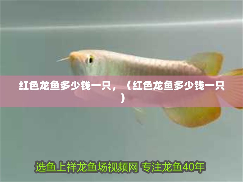 紅色龍魚多少錢一只，（紅色龍魚多少錢一只）