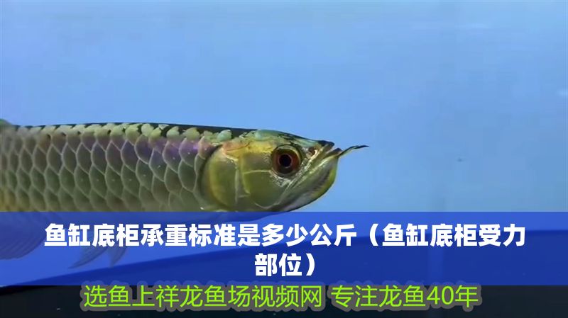 魚缸底柜承重標準是多少公斤（魚缸底柜受力部位）