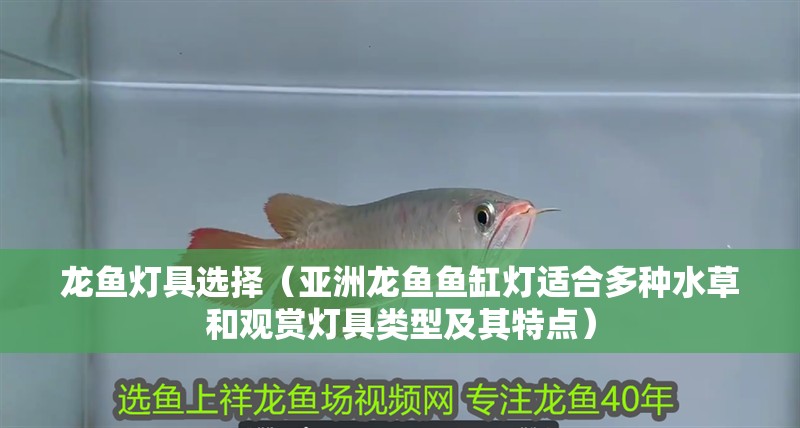 龍魚燈具選擇（亞洲龍魚魚缸燈適合多種水草和觀賞燈具類型及其特點）