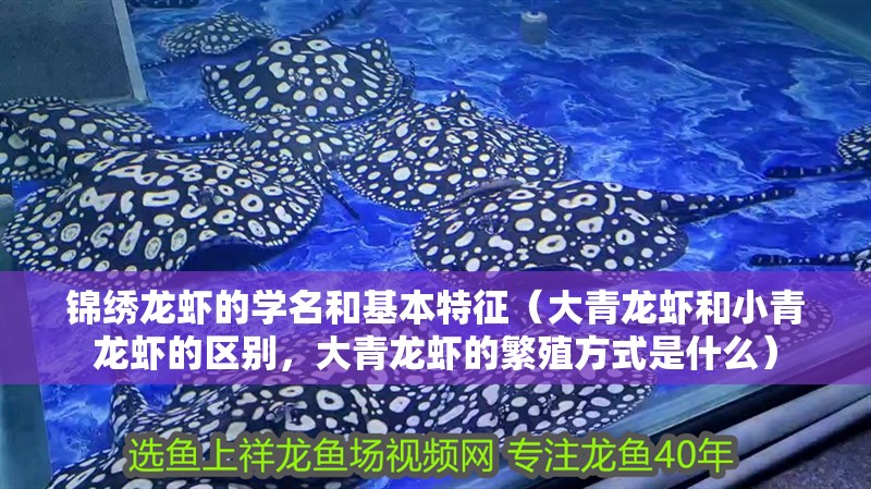 錦繡龍蝦的學名和基本特征（大青龍蝦和小青龍蝦的區別，大青龍蝦的繁殖方式是什么）