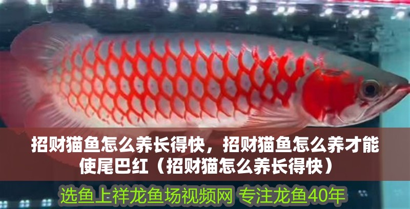 招財貓魚怎么養長得快，招財貓魚怎么養才能使尾巴紅（招財貓怎么養長得快）