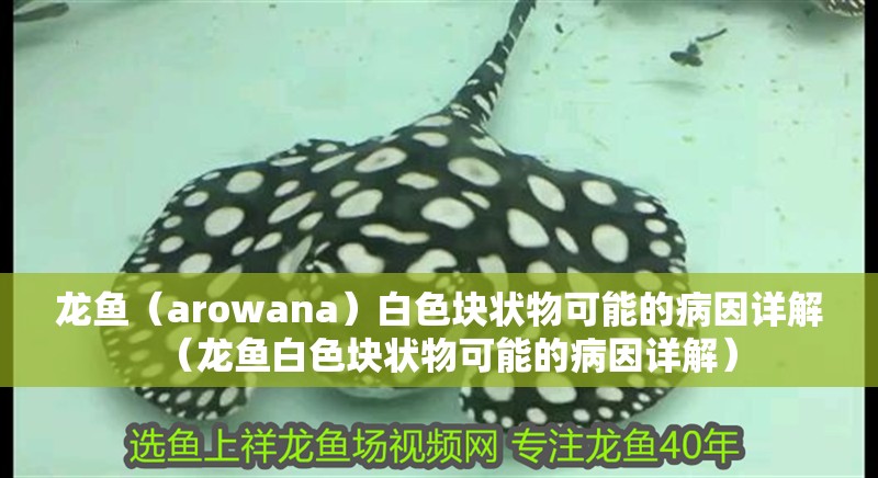 龍魚（arowana）白色塊狀物可能的病因詳解（龍魚白色塊狀物可能的病因詳解）