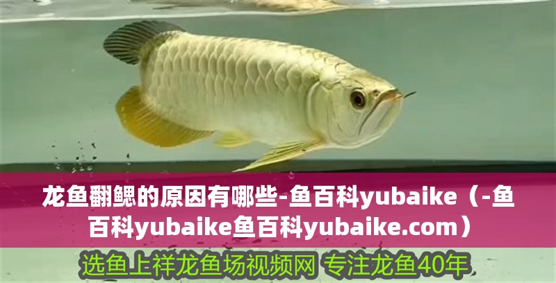 龍魚翻鰓的原因有哪些-魚百科yubaike（-魚百科yubaike魚百科yubaike.com）