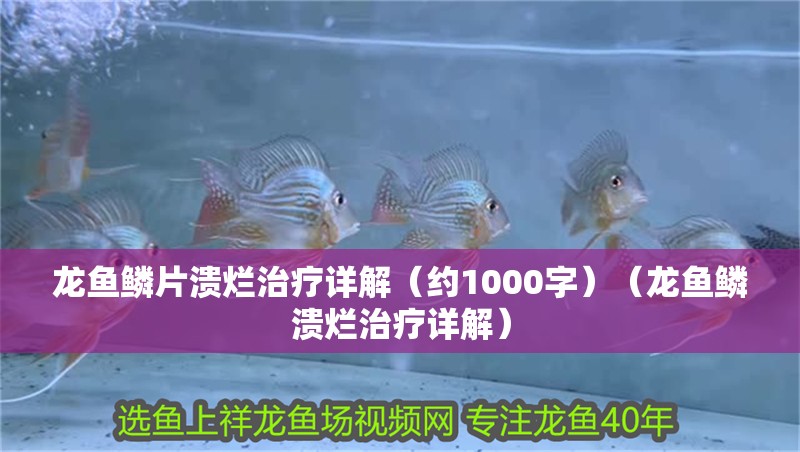 龍魚鱗片潰爛治療詳解（約1000字）（龍魚鱗潰爛治療詳解）