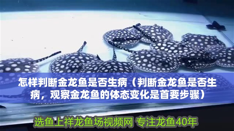 怎樣判斷金龍魚是否生病（判斷金龍魚是否生病，觀察金龍魚的體態(tài)變化是首要步驟）