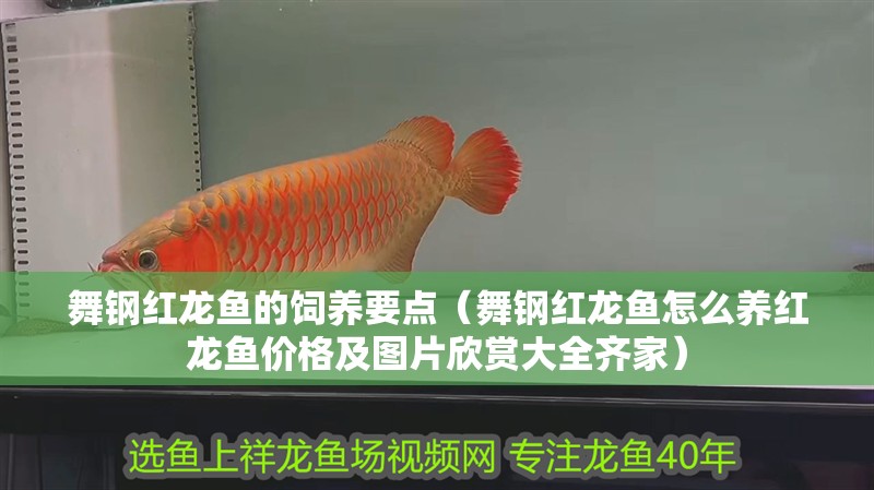 舞鋼紅龍魚的飼養要點（舞鋼紅龍魚怎么養紅龍魚價格及圖片欣賞大全齊家）