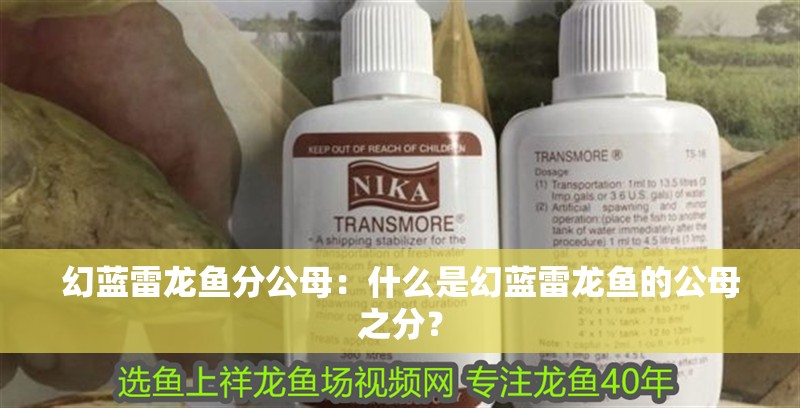 幻藍(lán)雷龍魚分公母：什么是幻藍(lán)雷龍魚的公母之分？