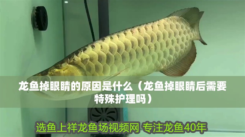 龍魚(yú)掉眼睛的原因是什么（龍魚(yú)掉眼睛后需要特殊護(hù)理嗎）