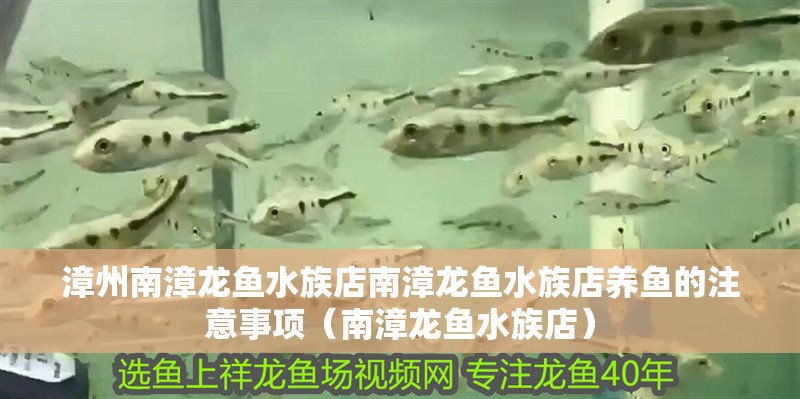 漳州南漳龍魚水族店南漳龍魚水族店養魚的注意事項（南漳龍魚水族店）