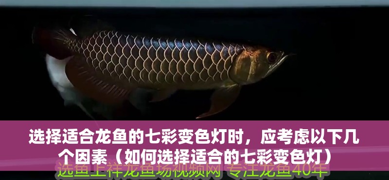 選擇適合龍魚的七彩變色燈時，應考慮以下幾個因素（如何選擇適合的七彩變色燈）