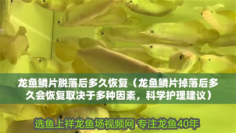 龍魚鱗片脫落后多久恢復（龍魚鱗片掉落后多久會恢復取決于多種因素，科學護理建議）