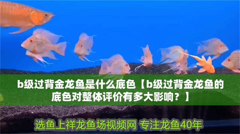 b級過背金龍魚是什么底色【b級過背金龍魚的底色對整體評價有多大影響？】