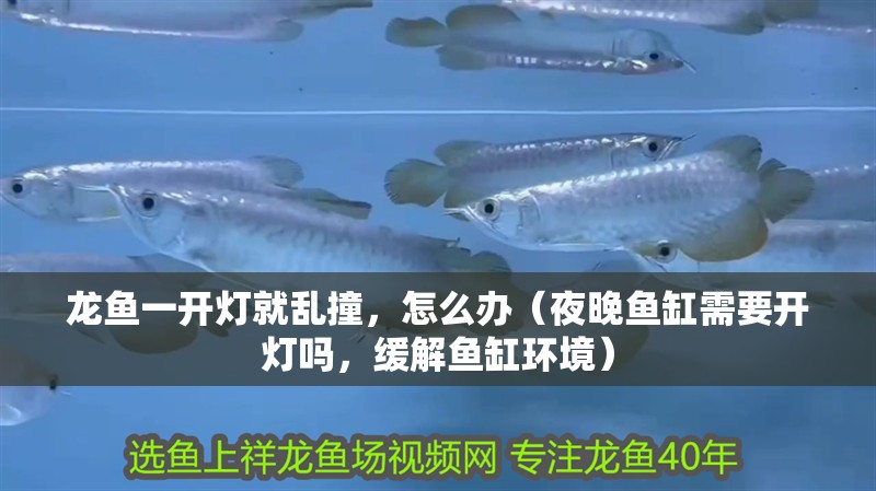 龍魚一開燈就亂撞，怎么辦（夜晚魚缸需要開燈嗎，緩解魚缸環(huán)境）