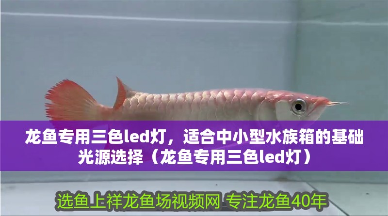 龍魚專用三色led燈，適合中小型水族箱的基礎光源選擇（龍魚專用三色led燈）