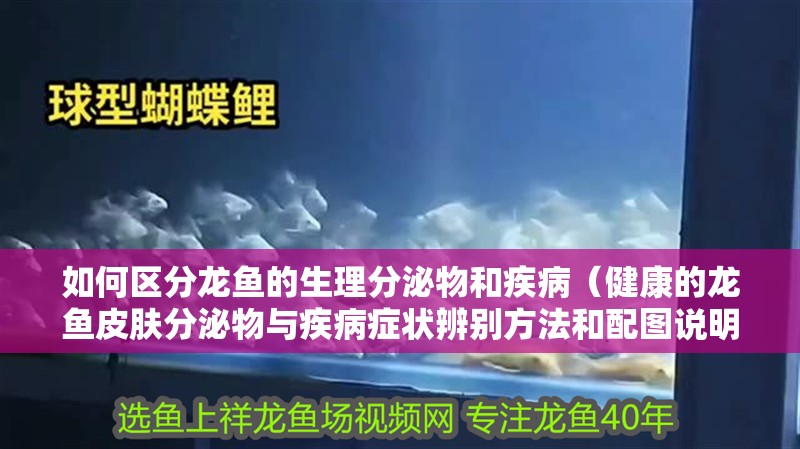 如何區(qū)分龍魚的生理分泌物和疾病（健康的龍魚皮膚分泌物與疾病癥狀辨別方法和配圖說明）