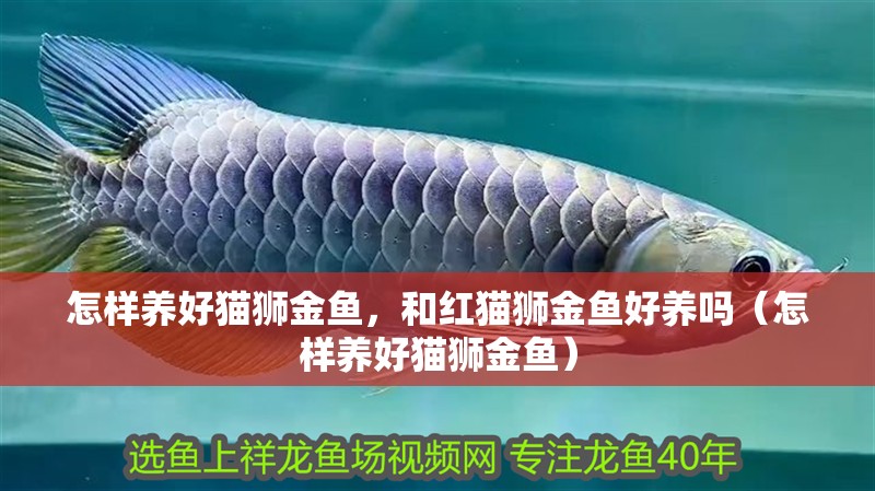 怎樣養(yǎng)好貓獅金魚，和紅貓獅金魚好養(yǎng)嗎（怎樣養(yǎng)好貓獅金魚）