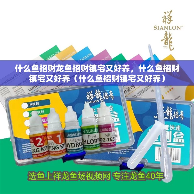 什么魚招財龍魚招財鎮宅又好養，什么魚招財鎮宅又好養（什么魚招財鎮宅又好養）