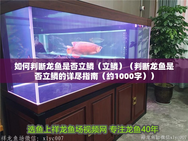 如何判斷龍魚是否立鱗（立鱗）（判斷龍魚是否立鱗的詳盡指南（約1000字））