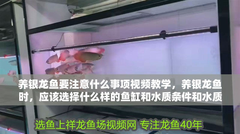 養銀龍魚要注意什么事項視頻教學，養銀龍魚時，應該選擇什么樣的魚缸和水質條件和水質條件