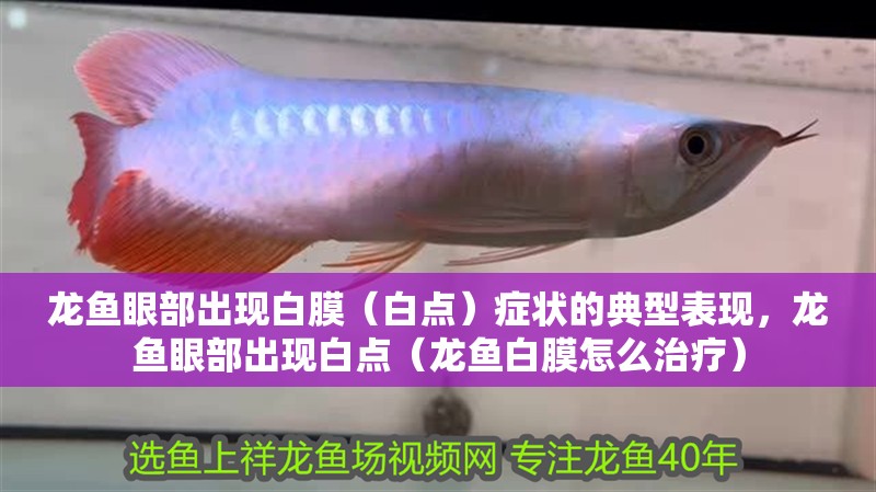 龍魚眼部出現白膜（白點）癥狀的典型表現，龍魚眼部出現白點（龍魚白膜怎么治療）