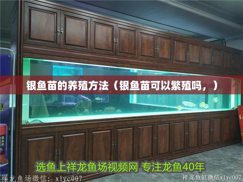 銀魚苗的養殖方法（銀魚苗可以繁殖嗎，）